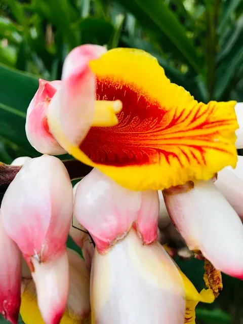 Flor tropical exótica