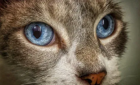 Gato de ojos azules, mascota de Angel